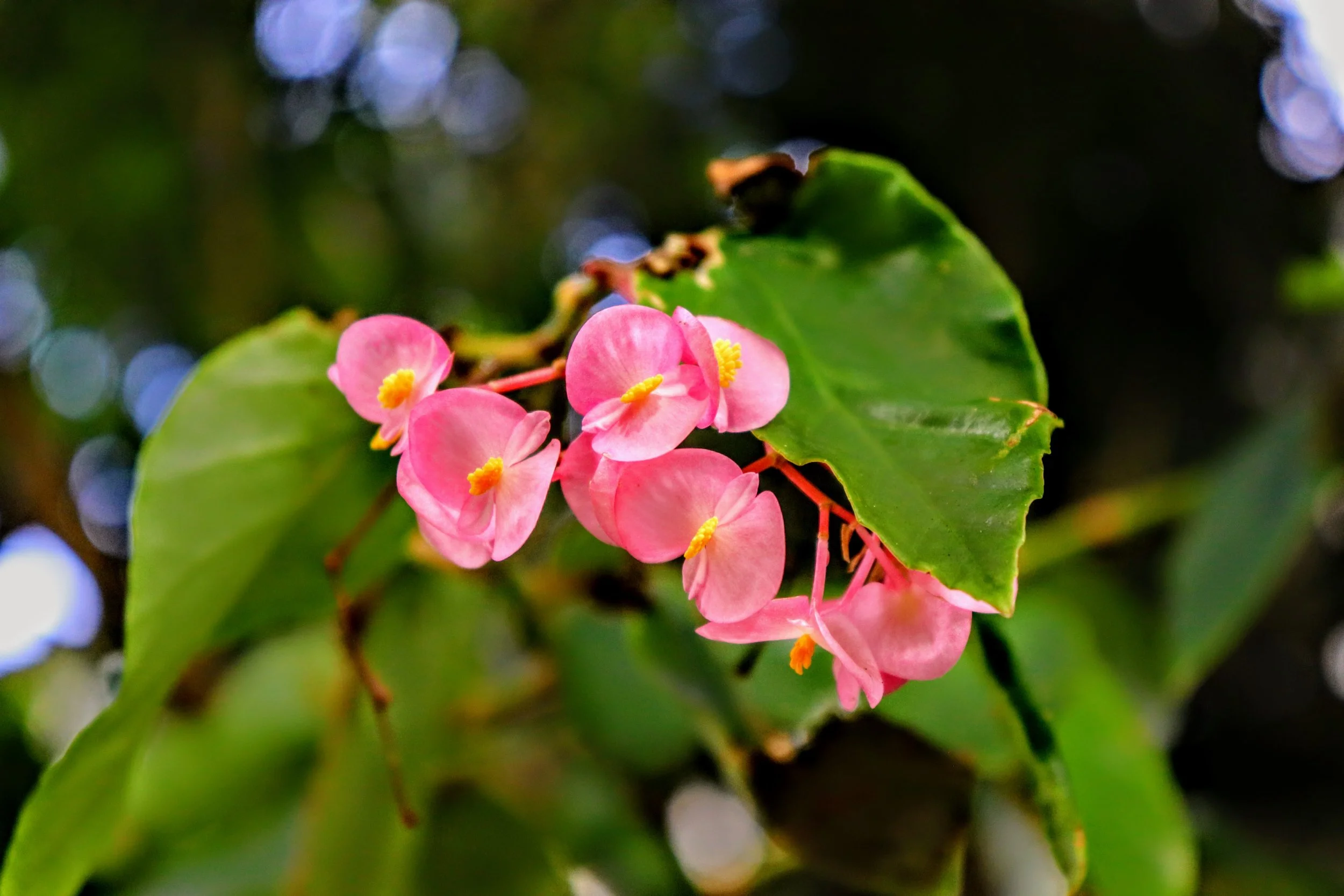 Tropical Botanic Garden by MychaelX.photos  13.JPG