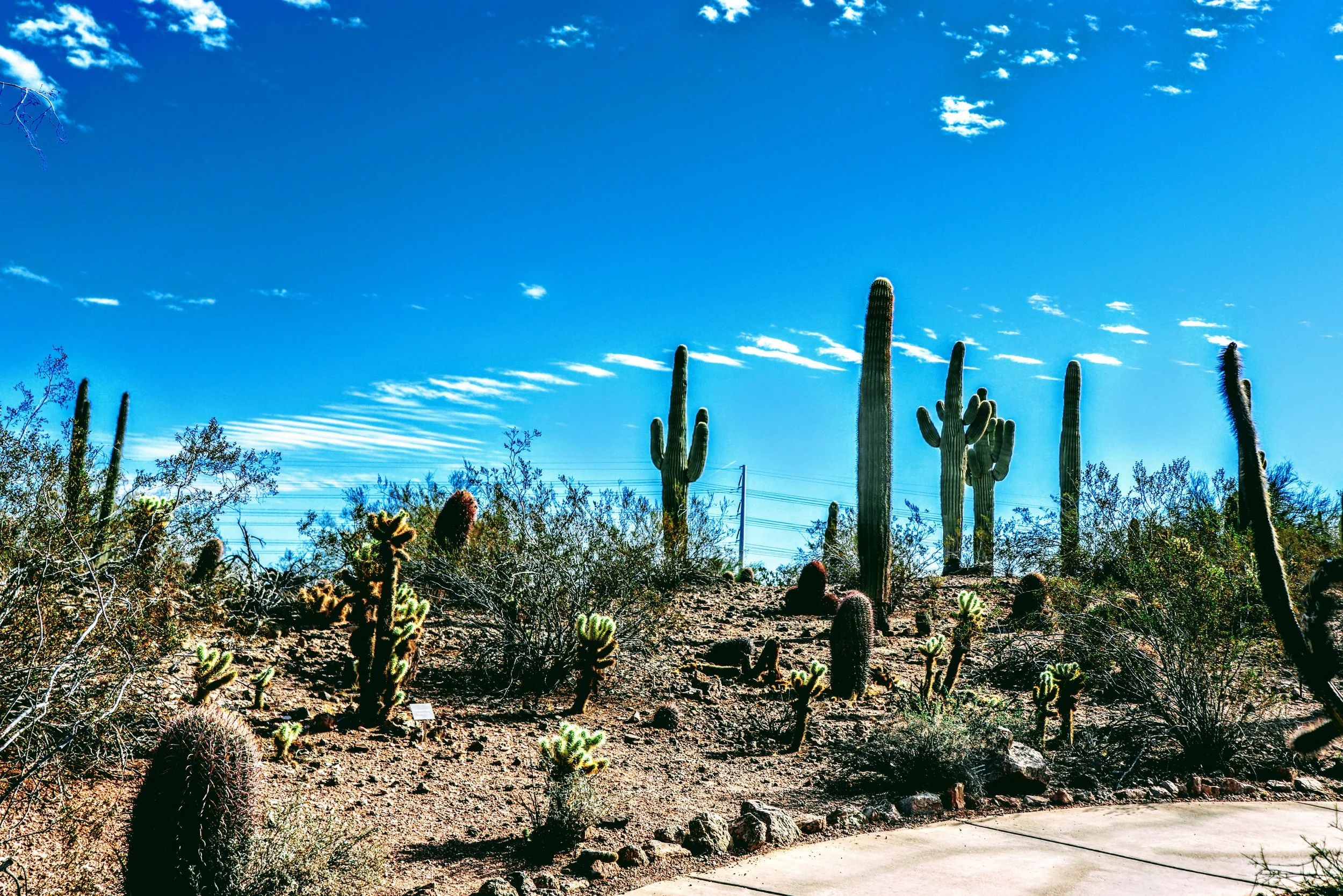 Desert Botanical Garden Phoenix Arizona by MychaelX.p6otos 0015178.JPG