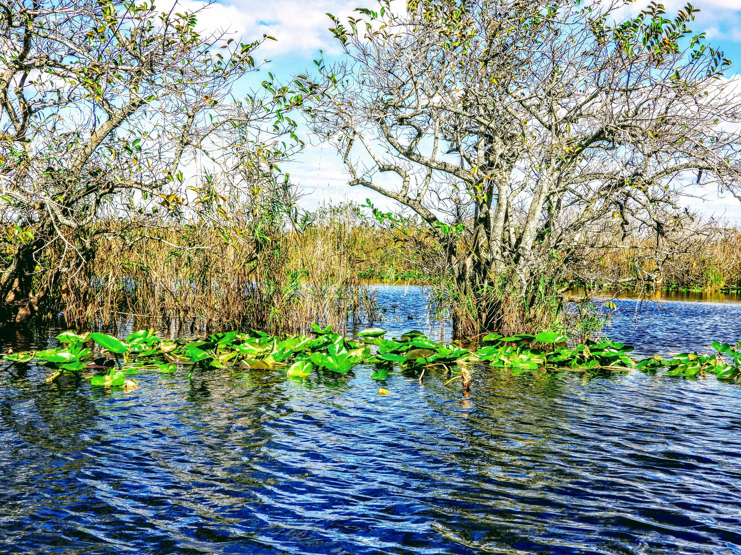 Everglades Safari Park Miami Florida by mychaelx.photos 00402.JPG