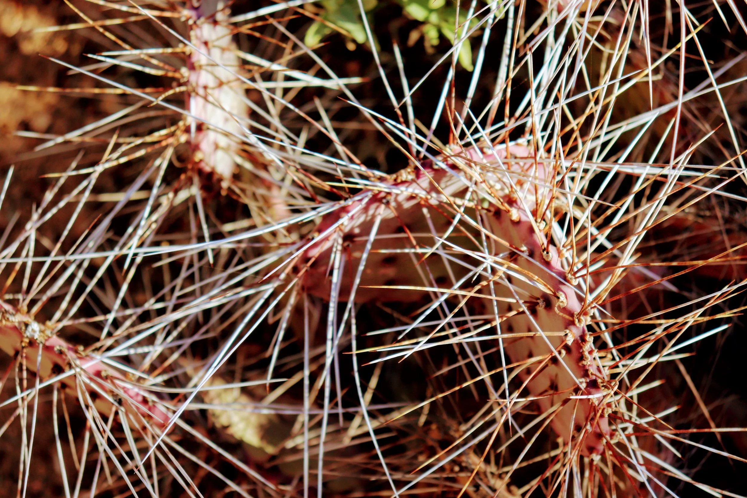 Desert Botanical Garden Phoenix Arizona by MychaelX.p6otos 021332.JPG