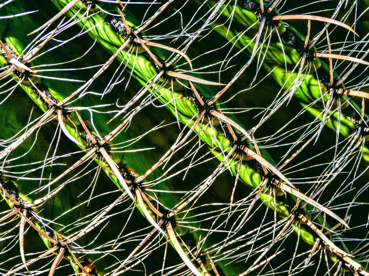 Desert Botanical Garden Phoenix Arizona by MychaelX.p6otos 0015100.JPG