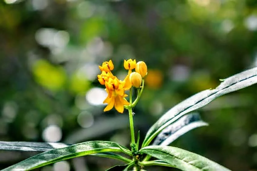 Tropical Botanic Garden by MychaelX.photos  32.JPG