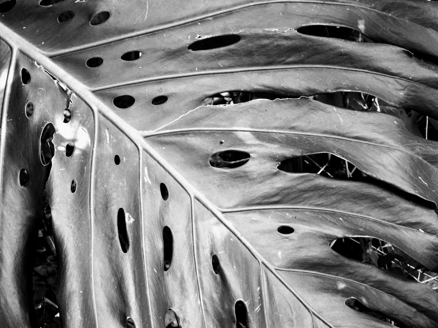 Botanical Garden in Black & White by MychaelX.photos 0090bw.JPG