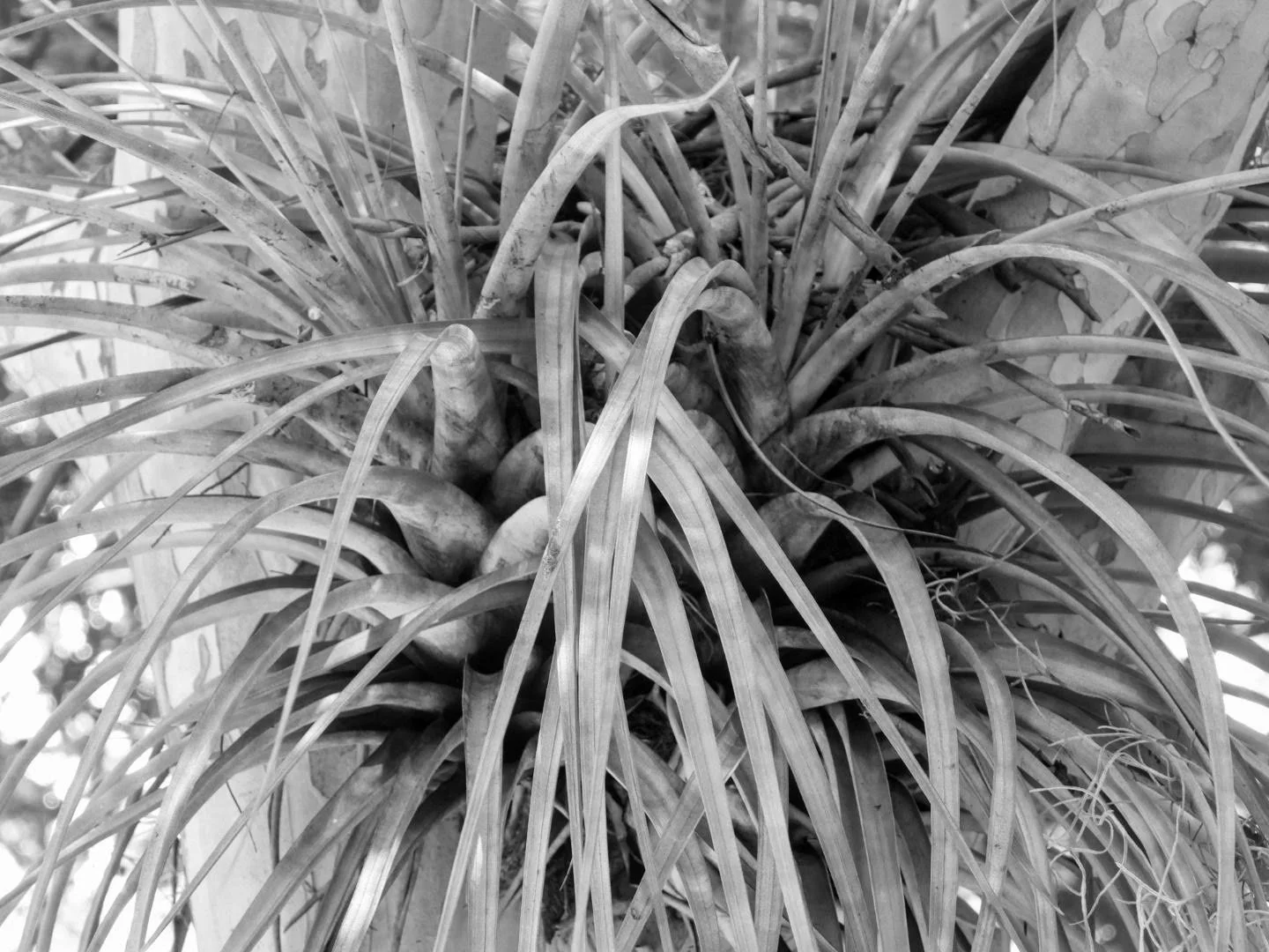 Botanical Garden in Black & White by MychaelX.photos 0083bw.JPG