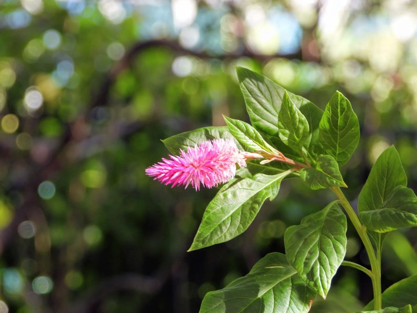 Tropical Botanic Garden by MychaelX.photos  78.JPG