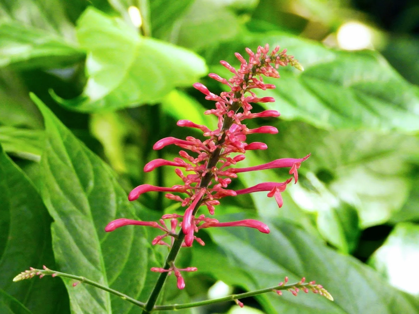 Tropical Botanic Garden by MychaelX.photos  80.JPG