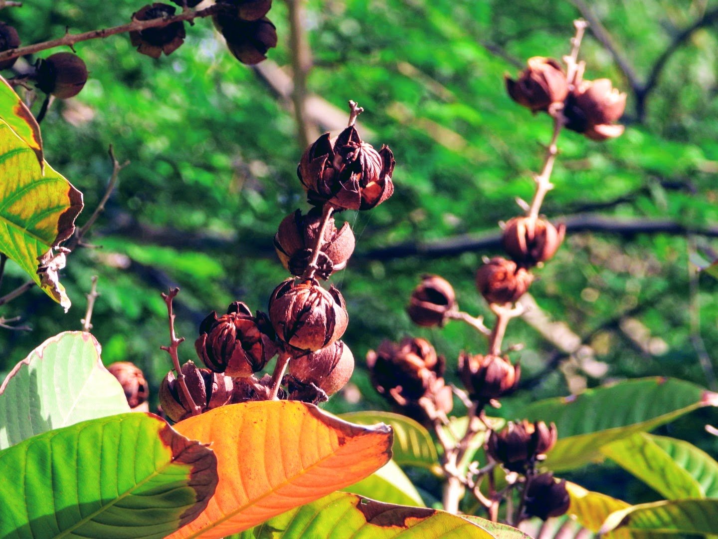 Tropical Botanic Garden by MychaelX.photos  72.JPG