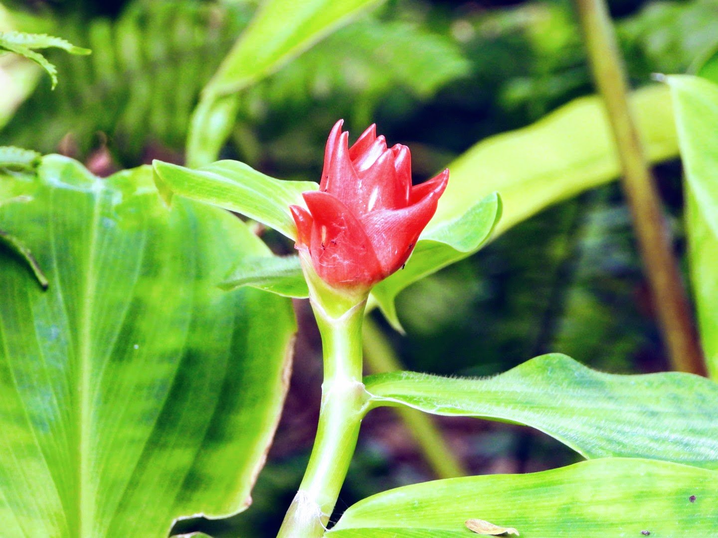 Tropical Botanic Garden by MychaelX.photos  18.JPG