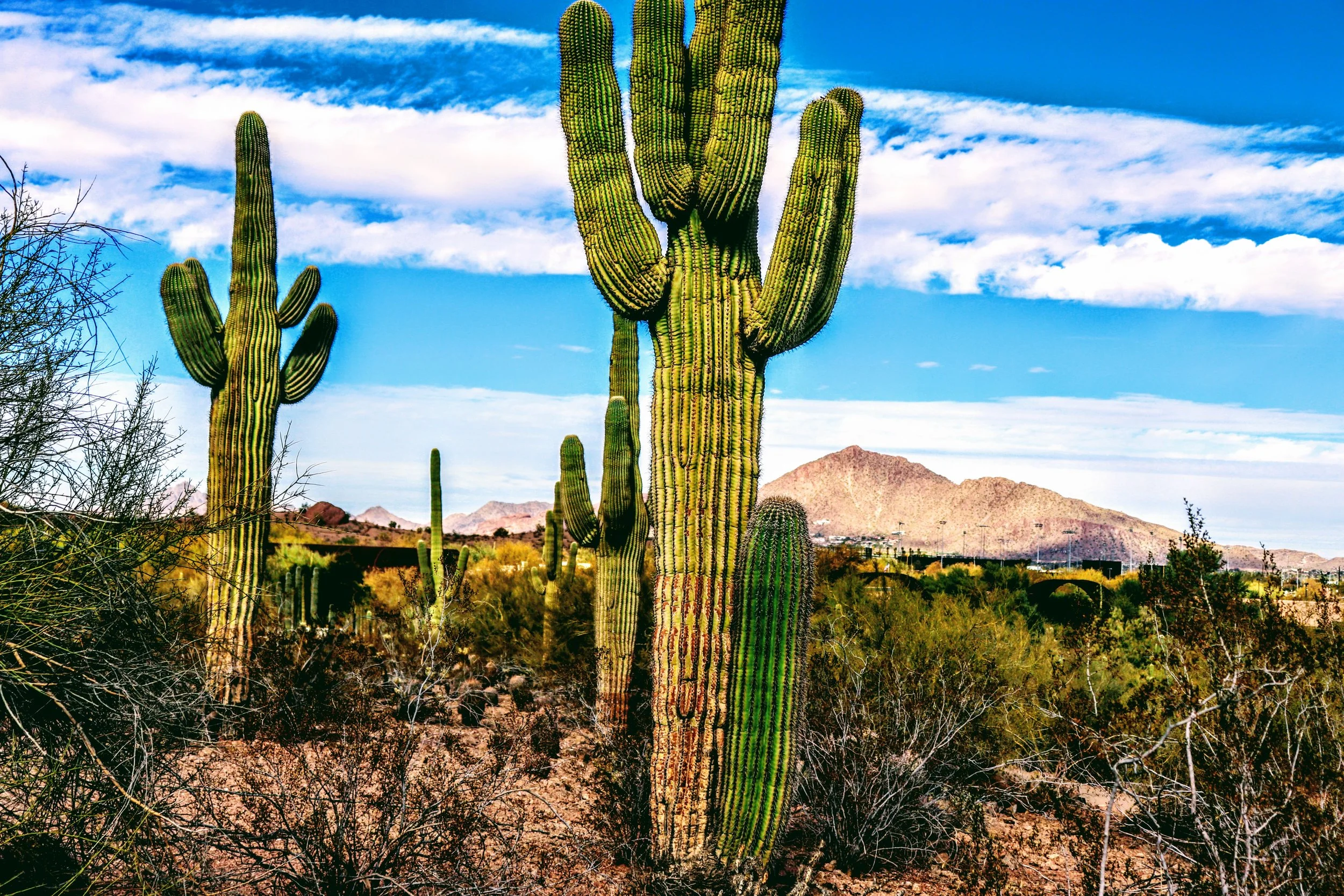 Desert Botanical Garden Phoenix Arizona by MychaelX.p6otos 0014900.JPG