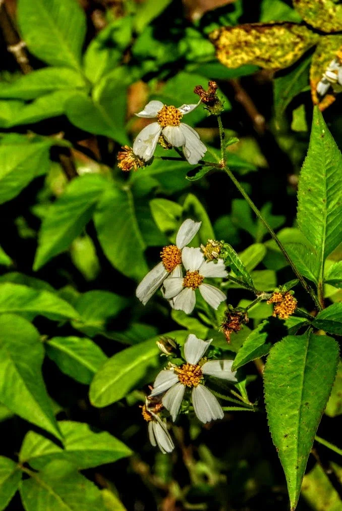 Tropical Botanic Garden by MychaelX.photos  81.JPG