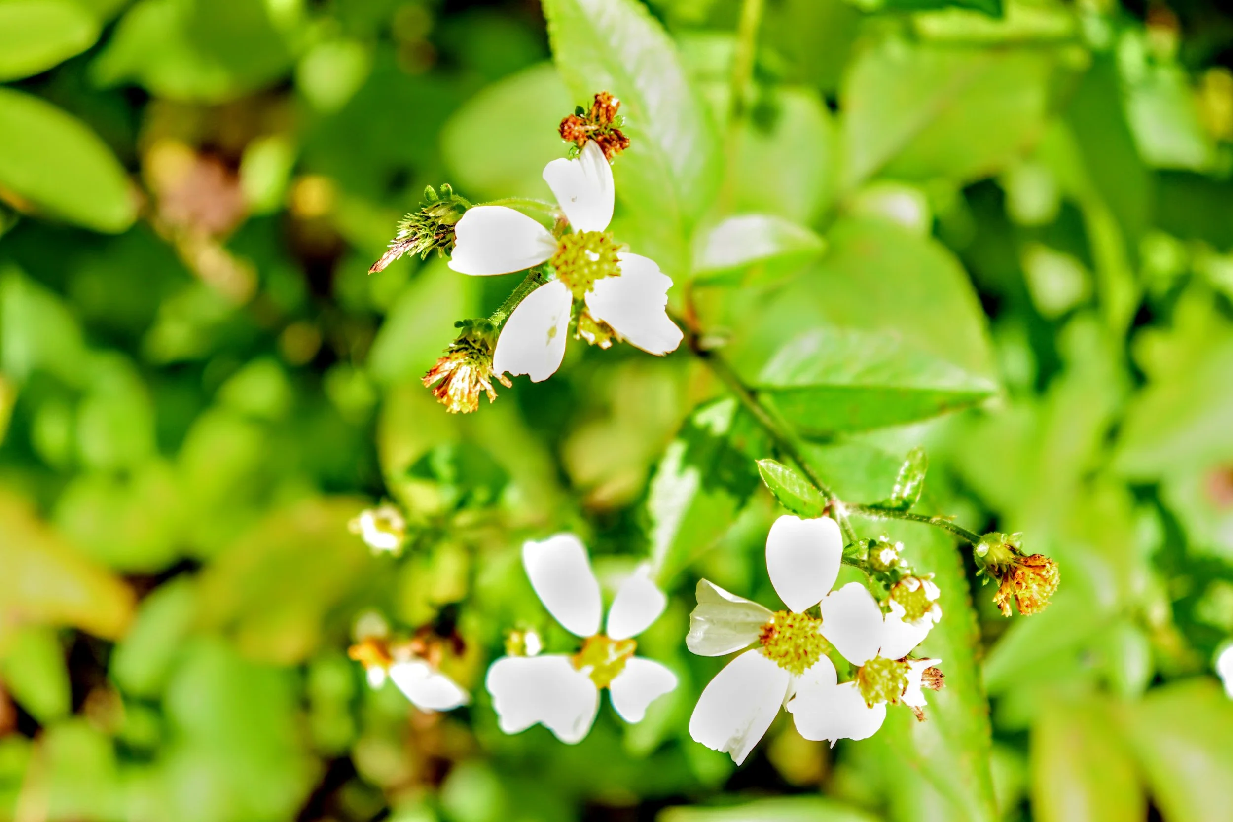 Tropical Botanic Garden by MychaelX.photos  168.JPG