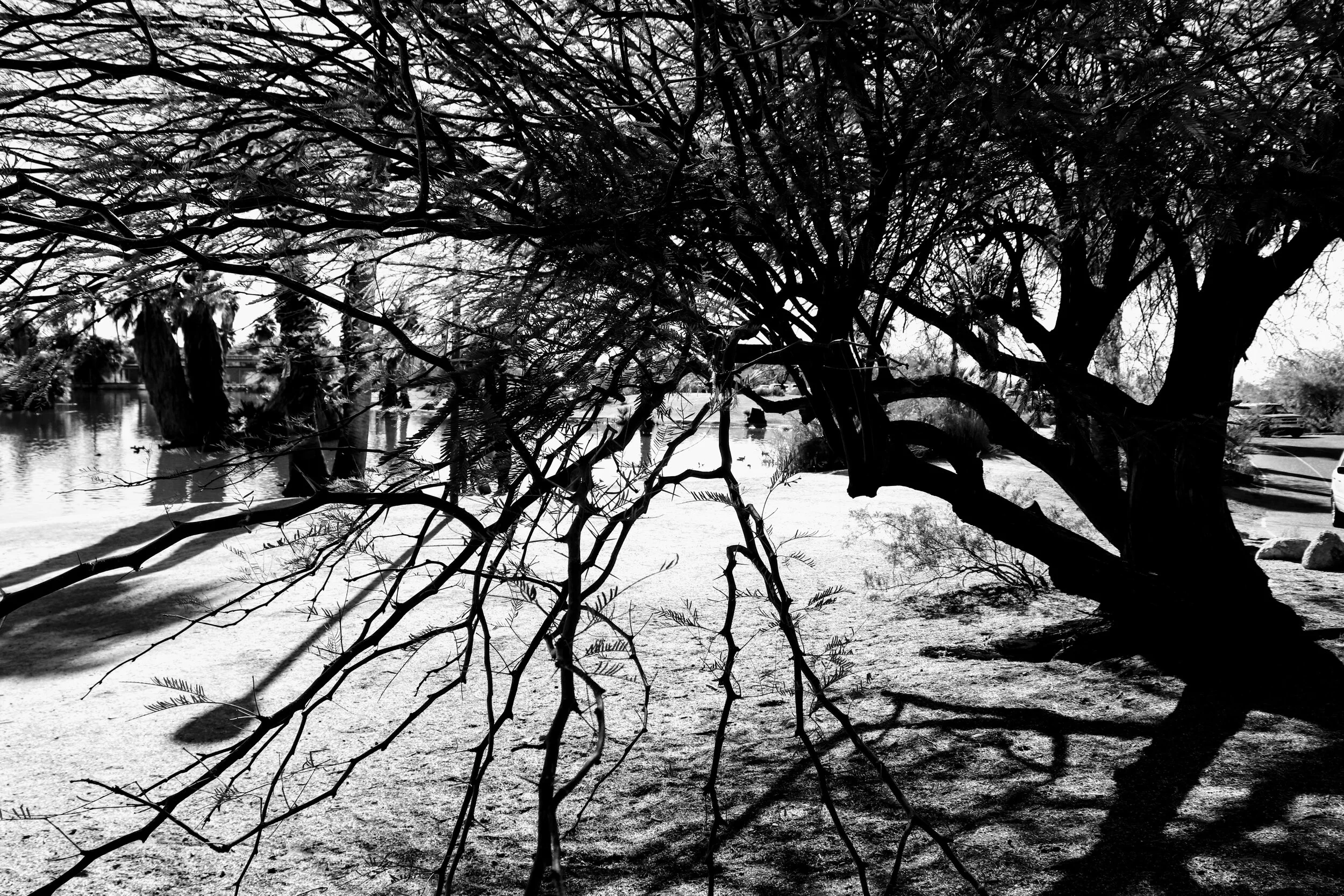 Papago Ponds Phoenix Arizona By MychelX.photos 000114.JPG