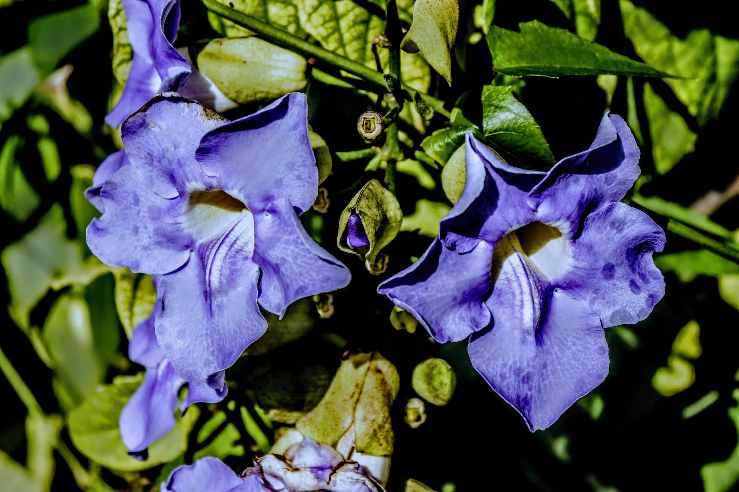 Tropical Botanic Garden by MychaelX.photos  104.JPG