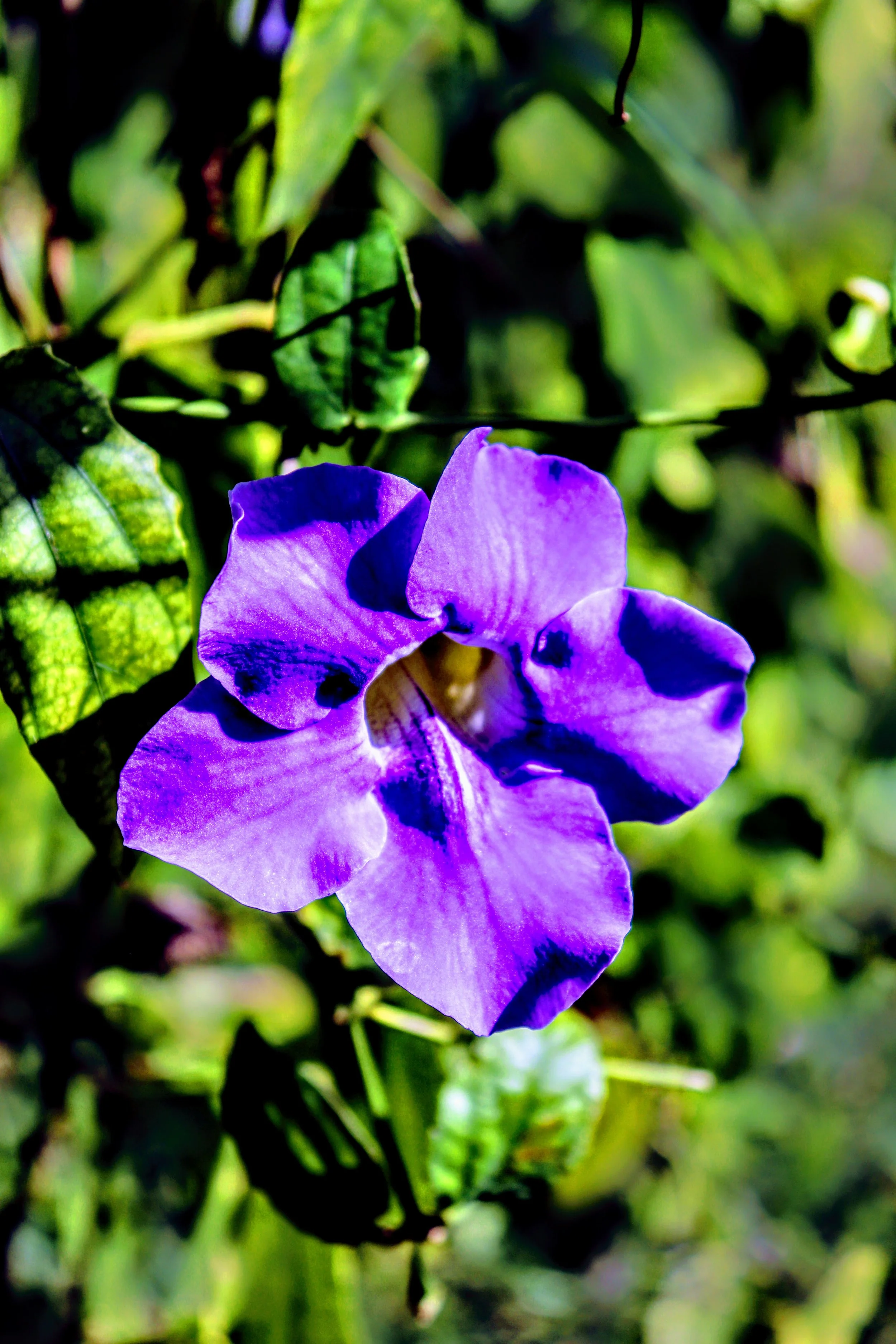 Tropical Botanic Garden by MychaelX.photos  105.JPG