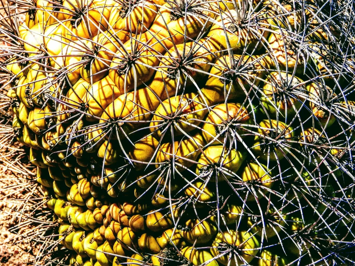 Desert Botanical Garden Phoenix Arizona by MychaelX.p6otos 0015186.JPG