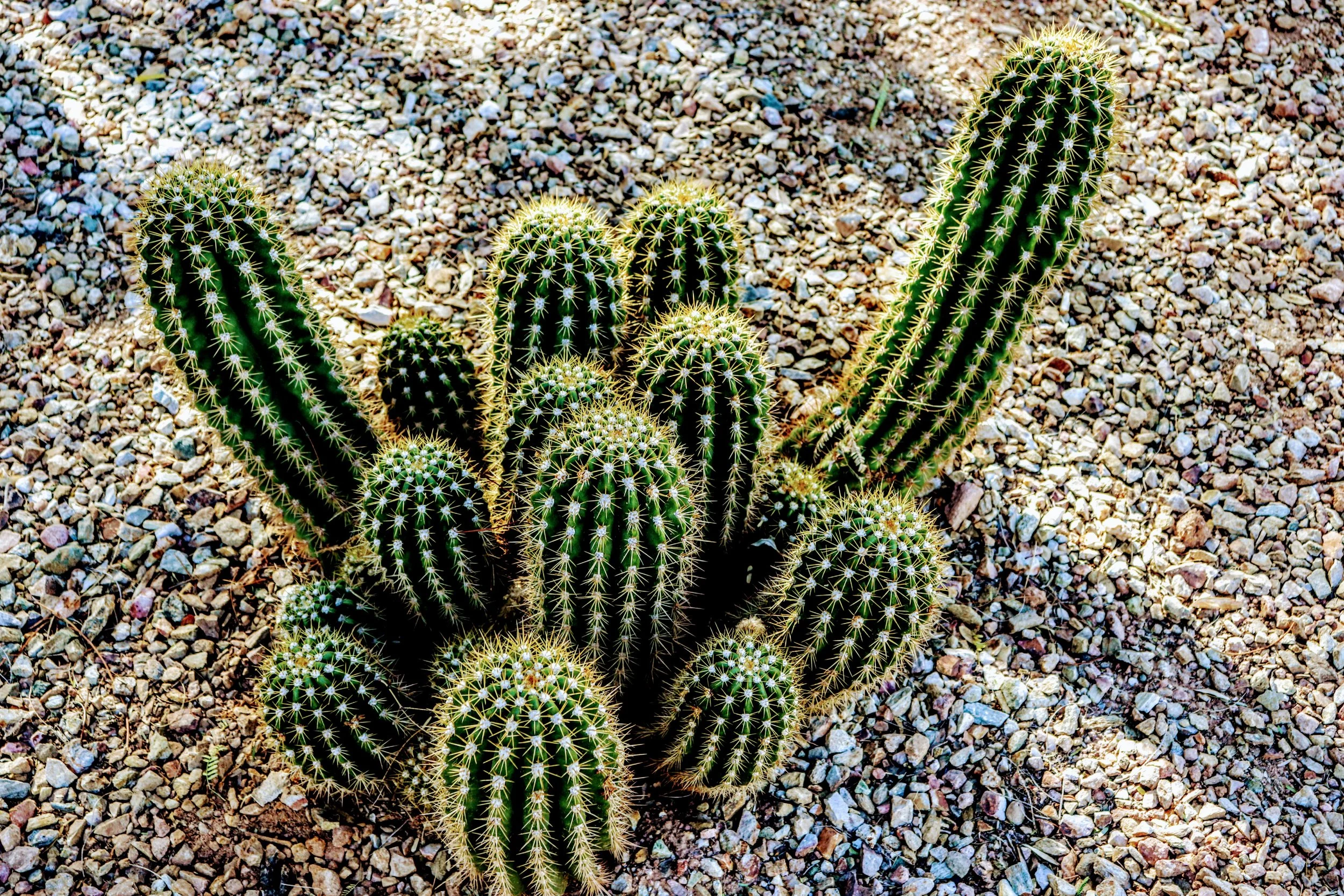 Desert Botanical Garden Phoenix Arizona by MychaelX.p6otos 001664.JPG
