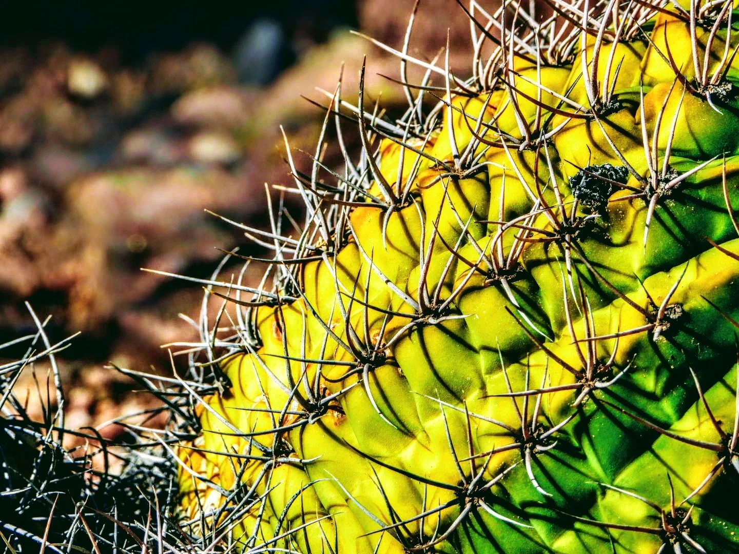 Desert Botanical Garden Phoenix Arizona by MychaelX.p6otos 0015122.JPG