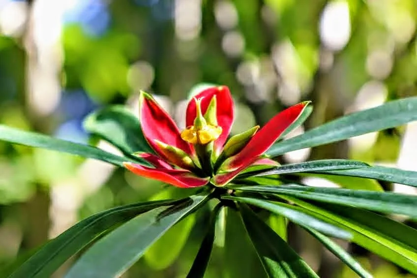 Tropical Botanic Garden by MychaelX.photos  38.JPG