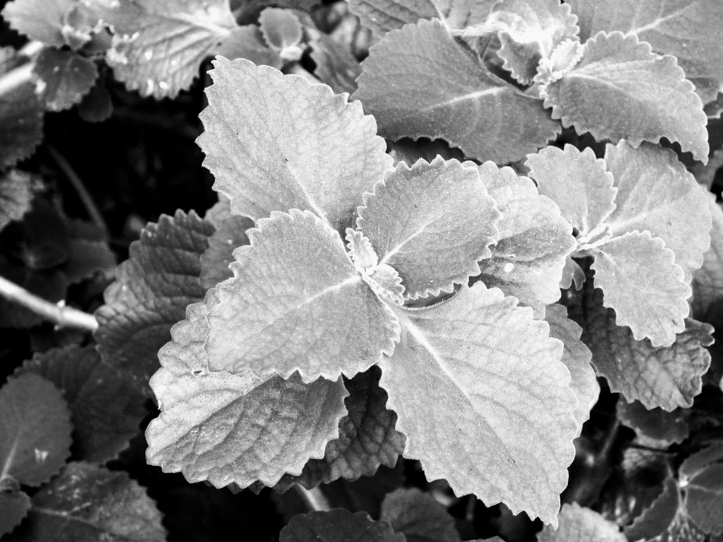 Botanical Garden in Black & White by MychaelX.photos 00051bw.JPG