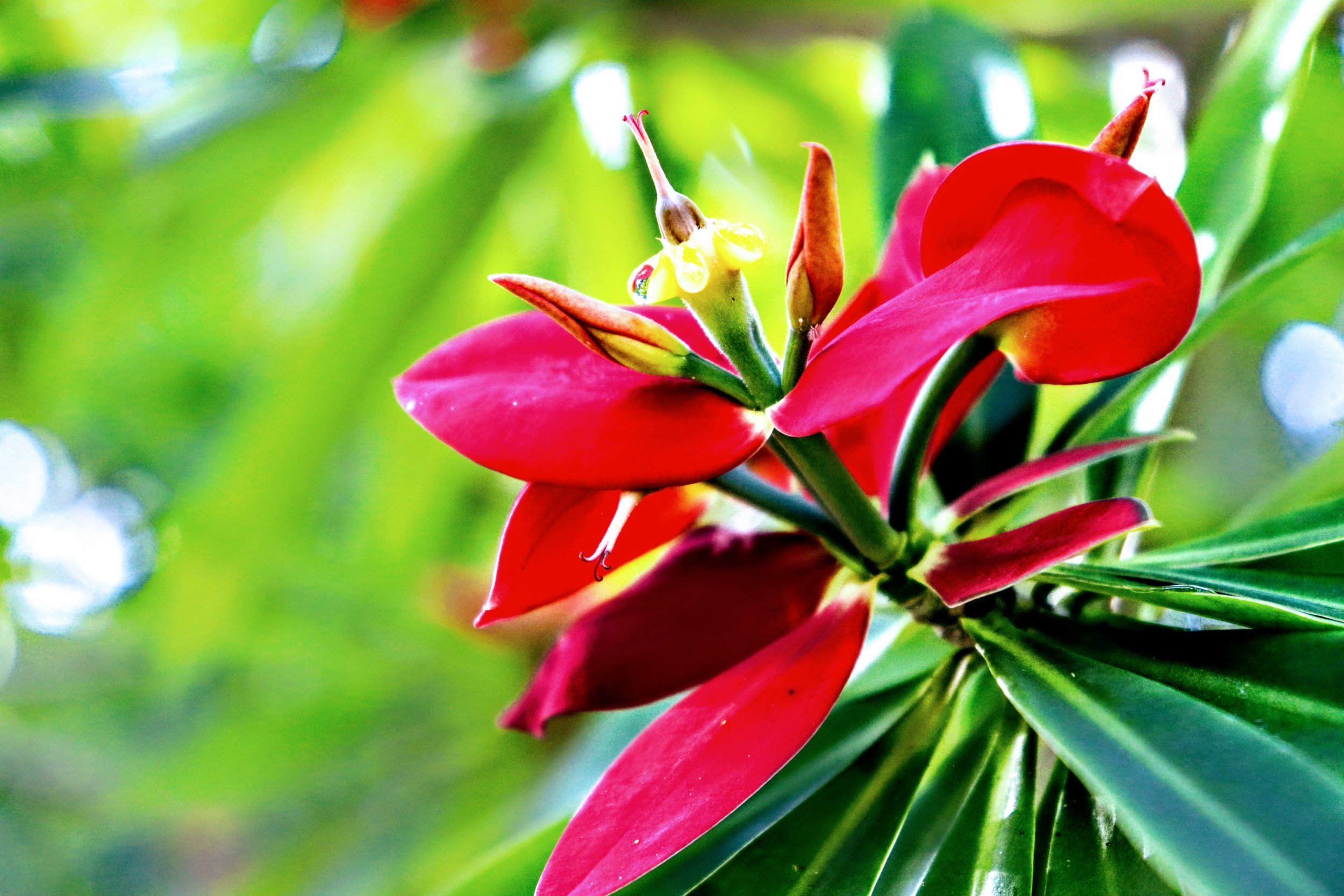 Tropical Botanic Garden by MychaelX.photos  114.JPG