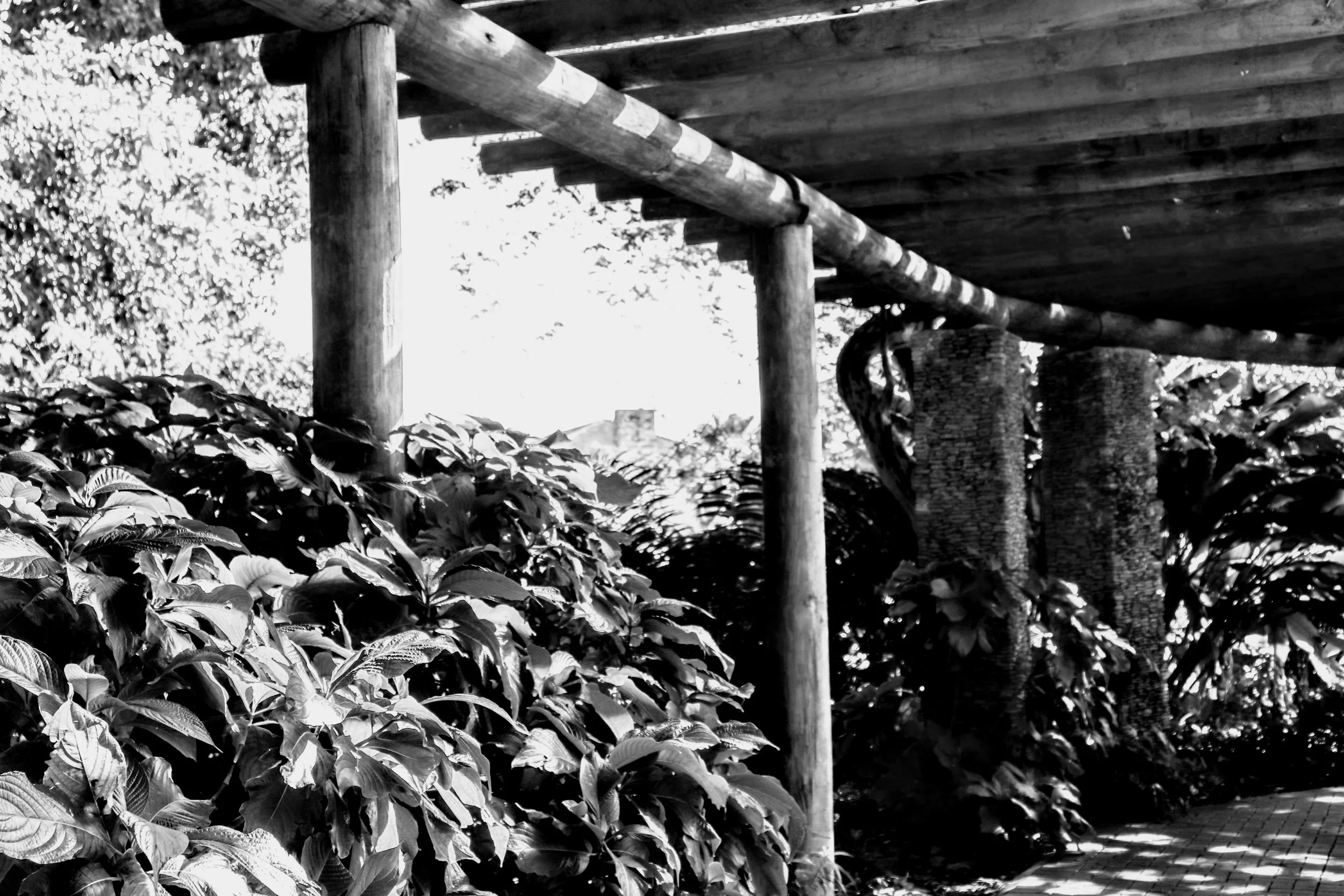 Tropical Botanic Garden by MychaelX.photos  208.JPG