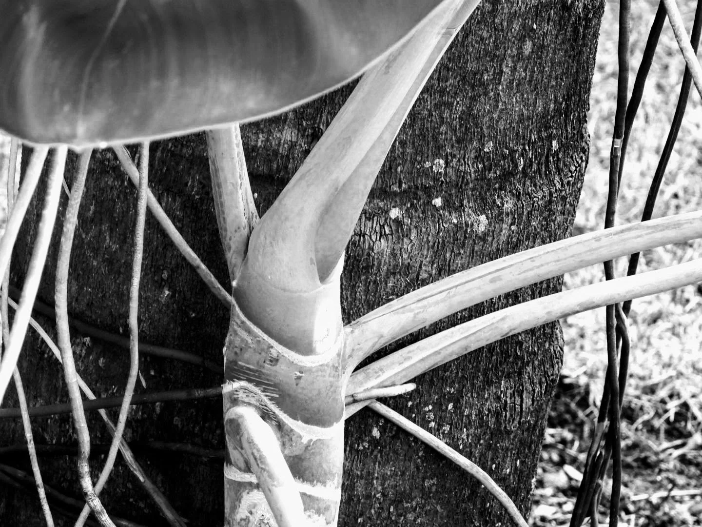 Botanical Garden in Black & White by MychaelX.photos 00100bw.JPG