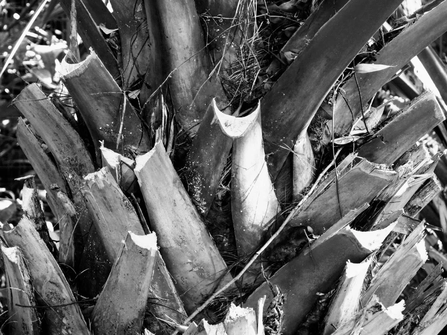 Botanical Garden in Black & White by MychaelX.photos 0078bw.JPG