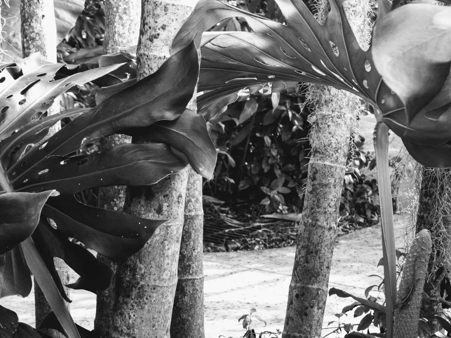 Botanical Garden in Black & White by MychaelX.photos 0092bw.JPG