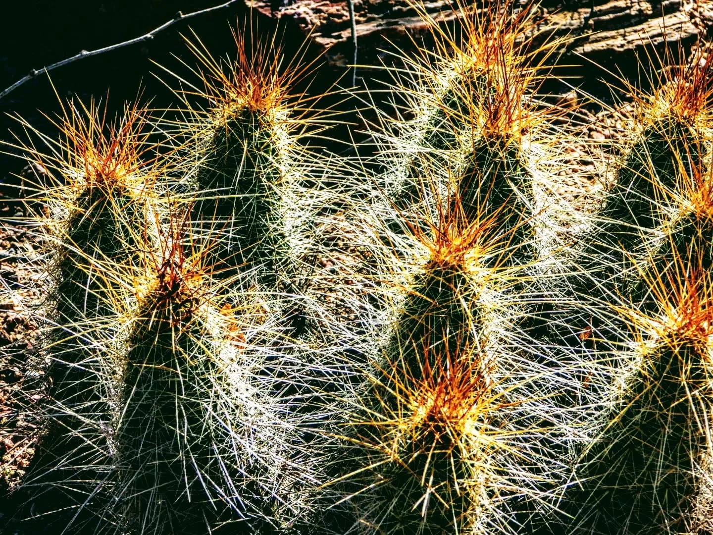 Desert Botanical Garden Phoenix Arizona by MychaelX.p6otos 0015232.JPG