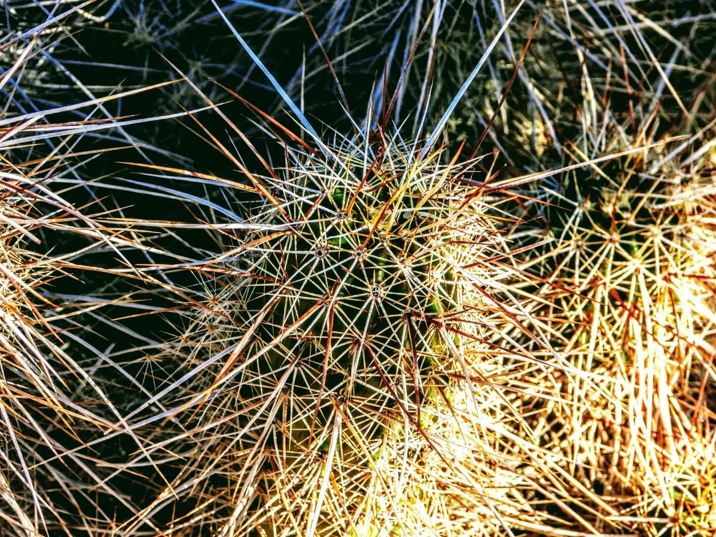 Desert Botanical Garden Phoenix Arizona by MychaelX.p6otos 0015198.JPG