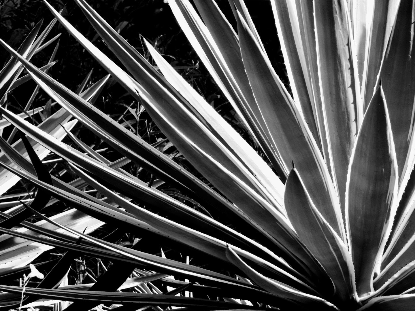 Botanical Garden in Black & White by MychaelX.photos 00034bw.JPG