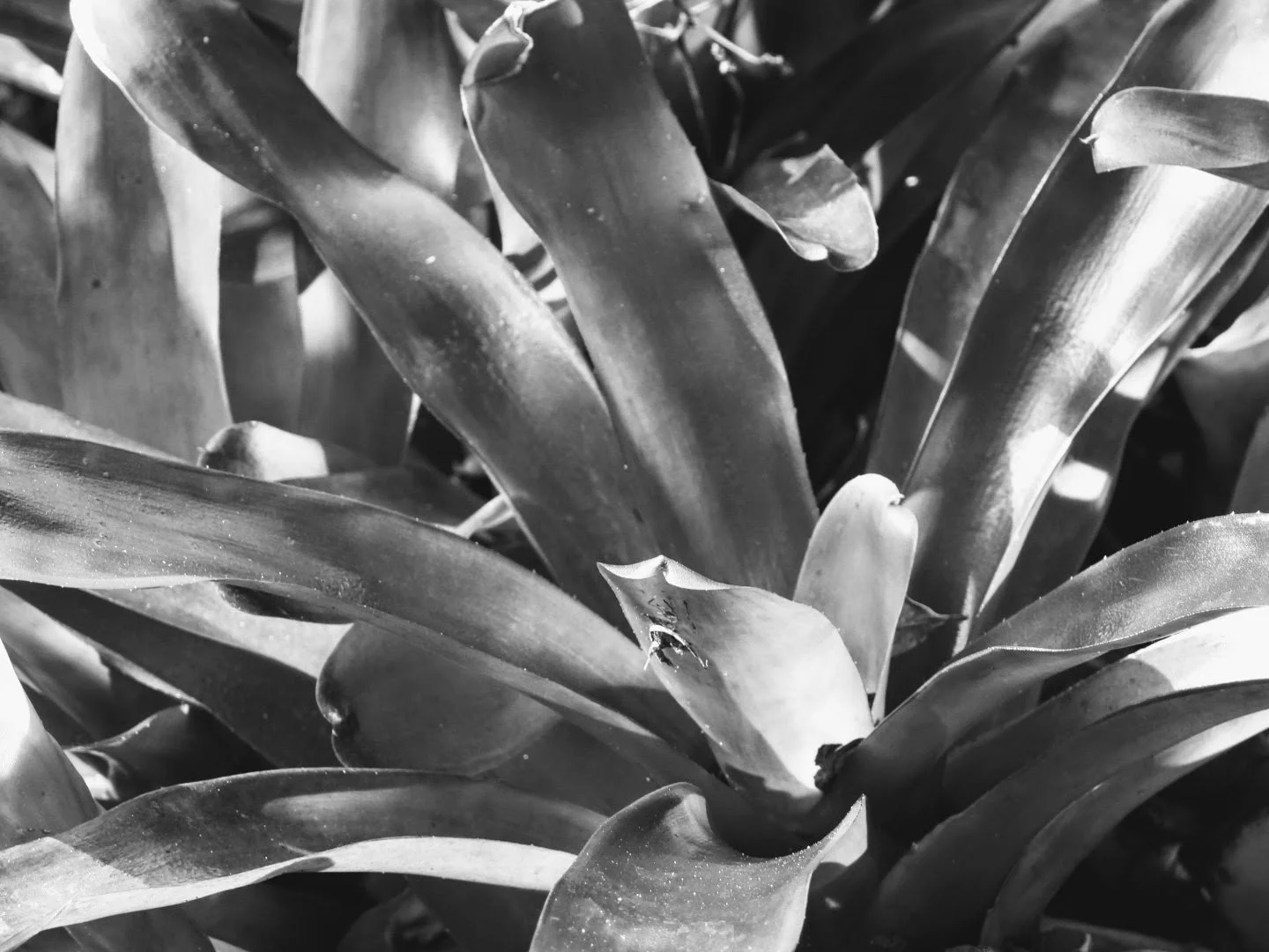 Botanical Garden in Black & White by MychaelX.photos 0084bw.JPG