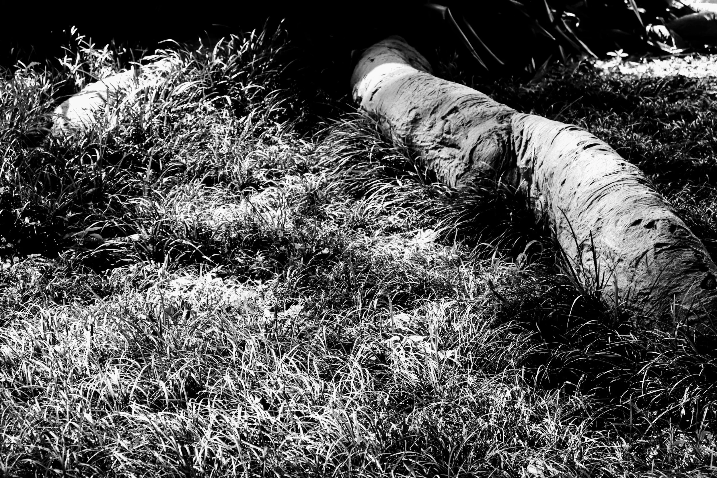 Fairchild Tropical Botanic Garden Miami Florida by MychaelX.photos 00069.JPG