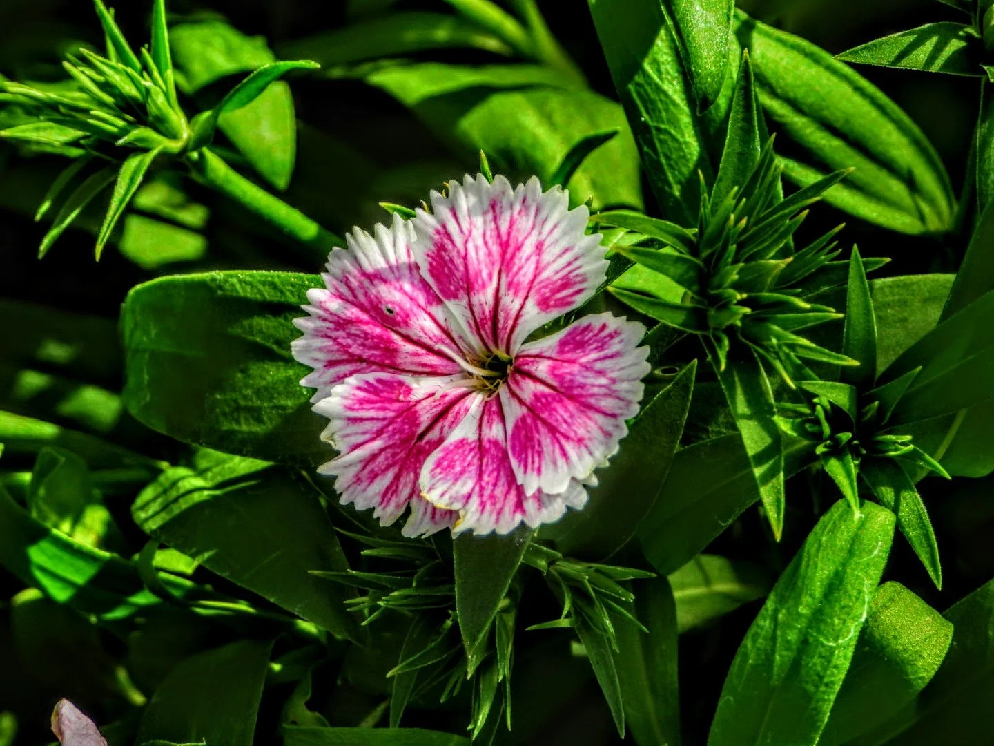 Tropical Botanic Garden by MychaelX.photos  153.JPG