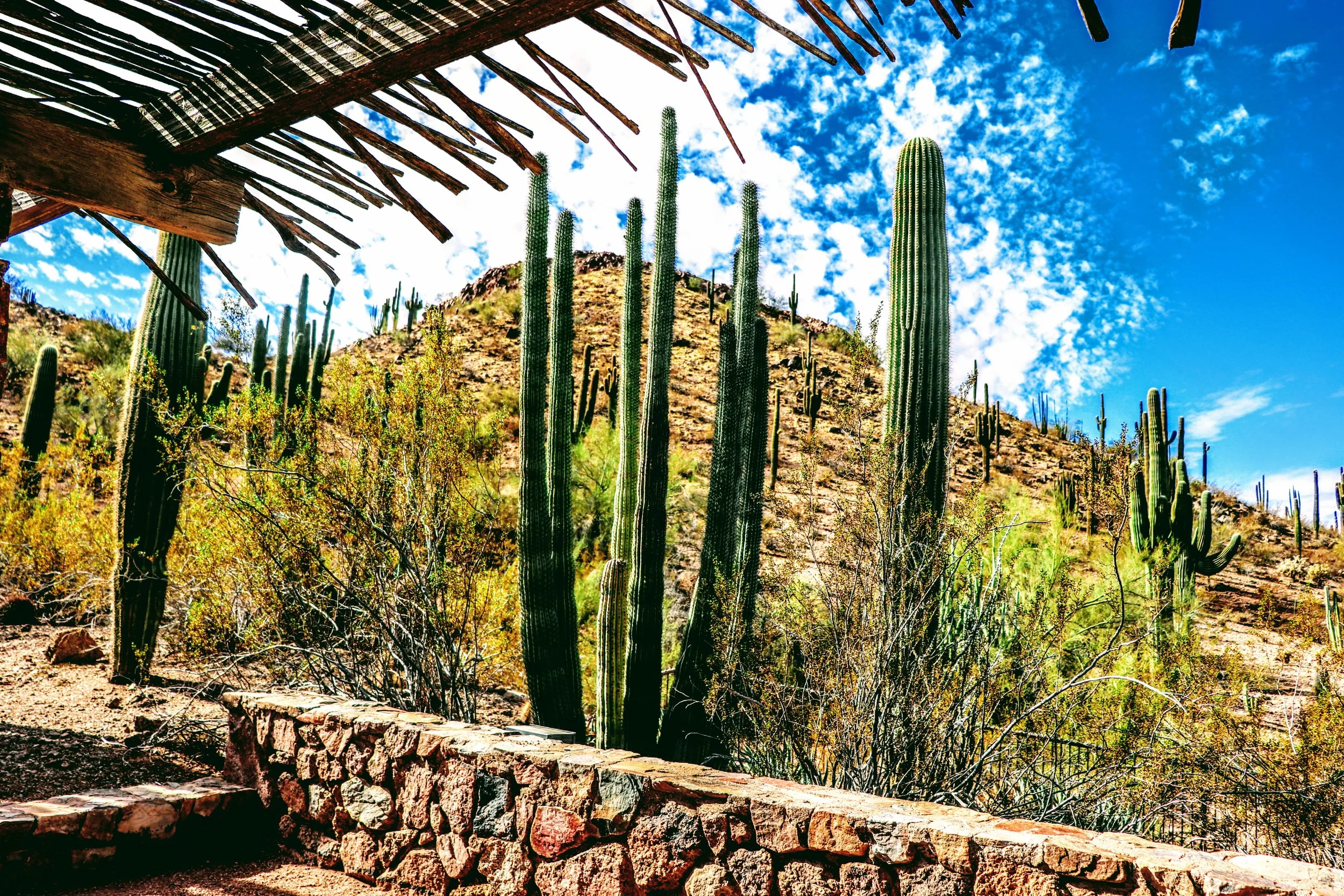 Desert Botanical Garden Phoenix Arizona by MychaelX.p6otos 0015074.JPG