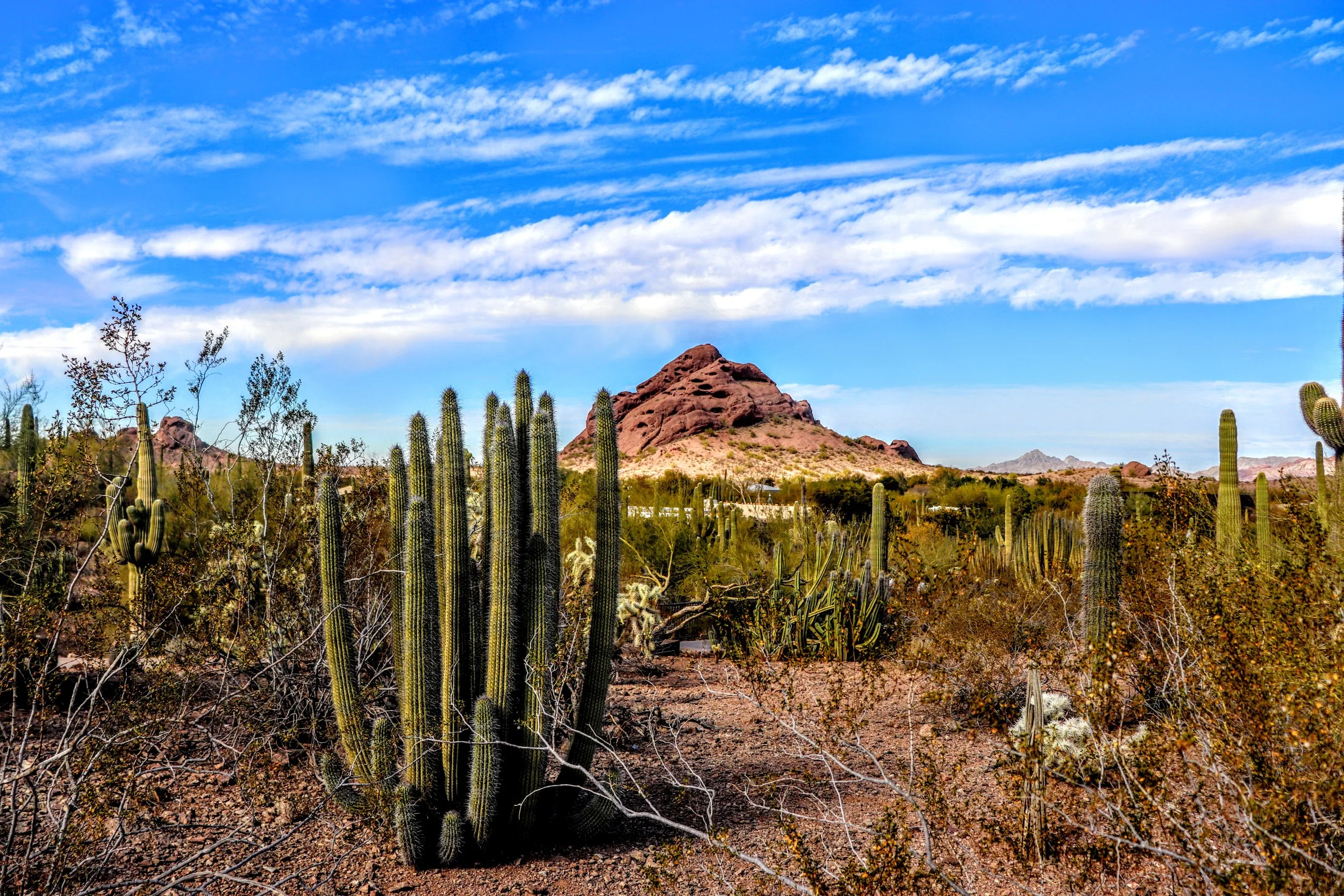 Desert Botanical Garden Phoenix Arizona by MychaelX.p6otos 001497.JPG