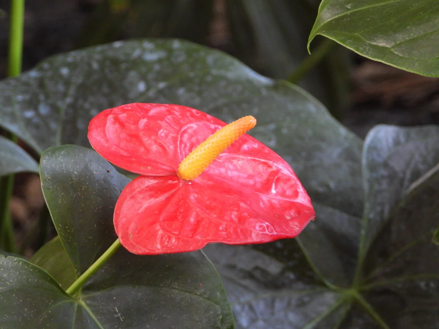 Botanical Garden in Color by Mychael X .photos 00190.JPG