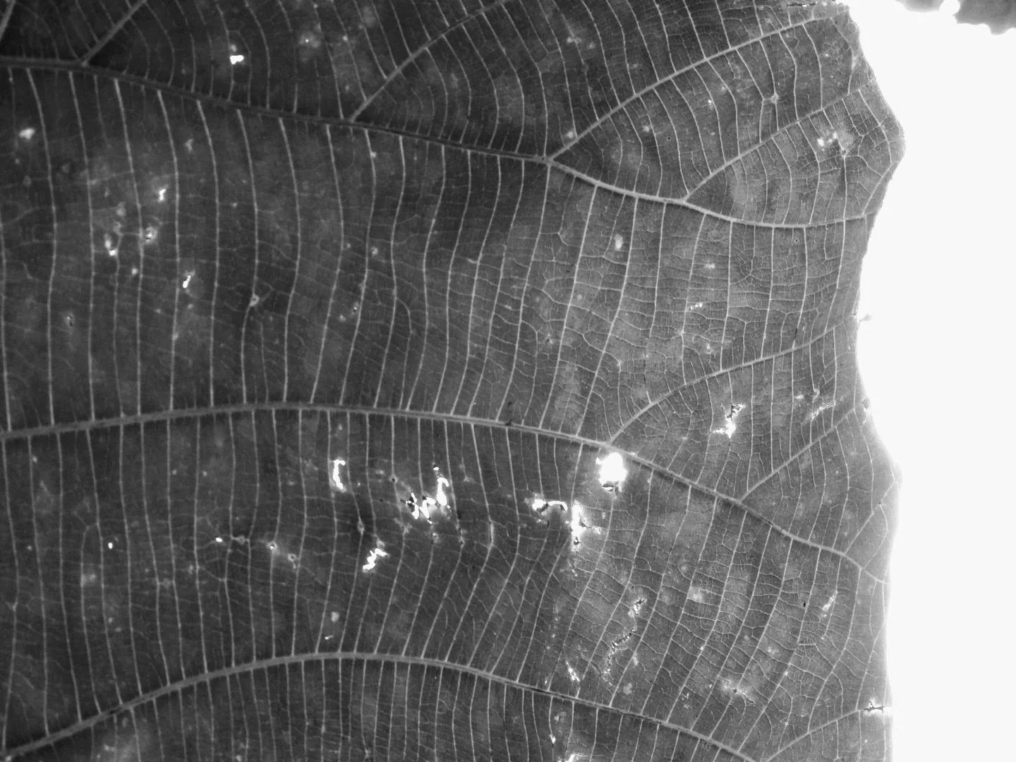 Botanical Garden in Black & White by MychaelX.photos 00012bw.JPG