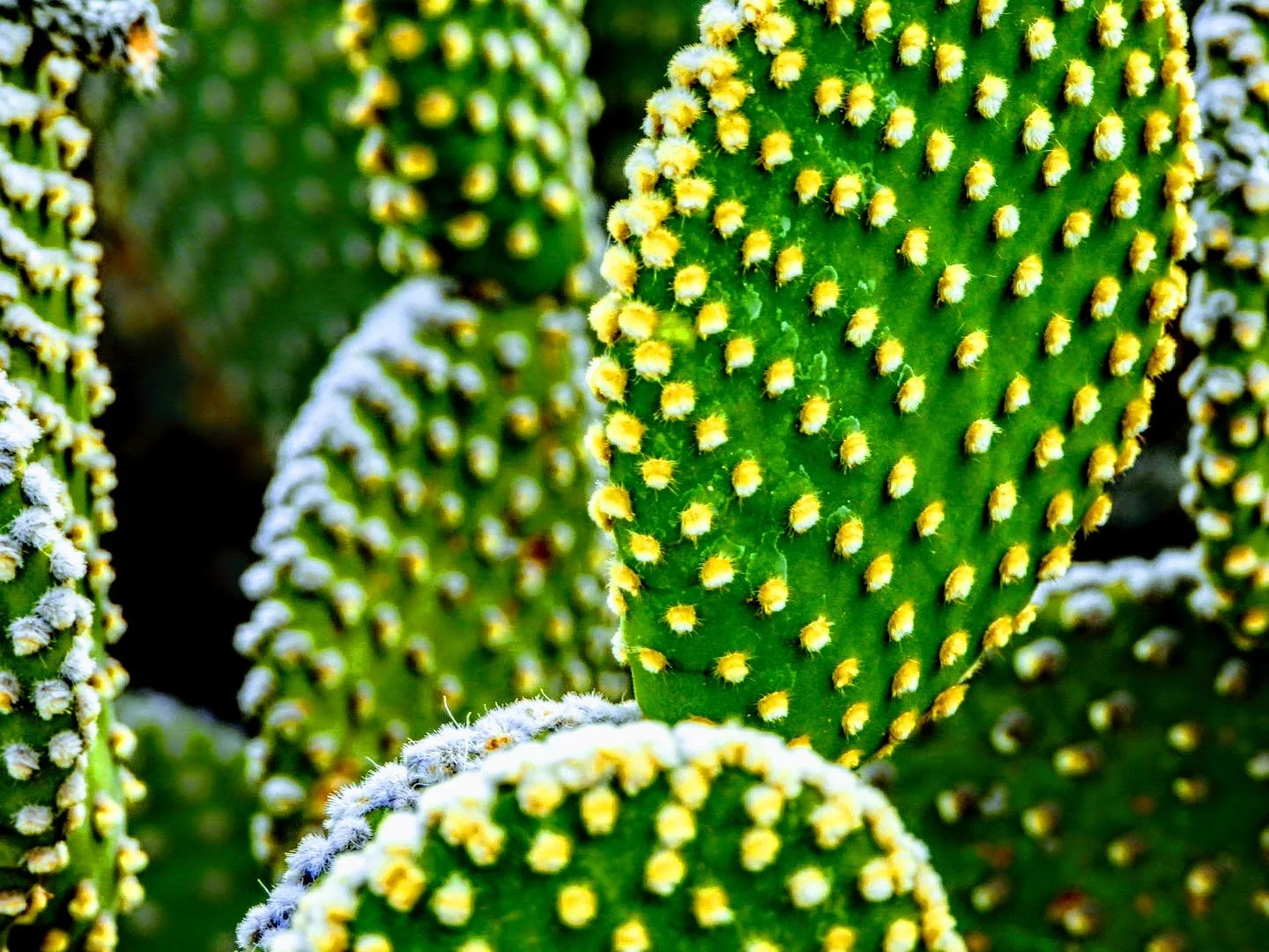 Desert Botanical Garden by MychaelX.photos  0000083.JPG