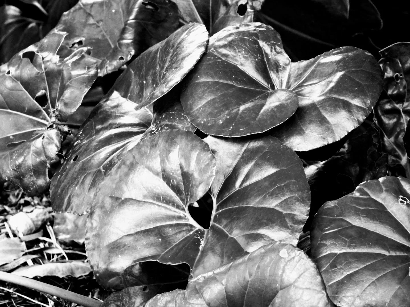 Botanical Garden in Black & White by MychaelX.photos 00026bw.JPG