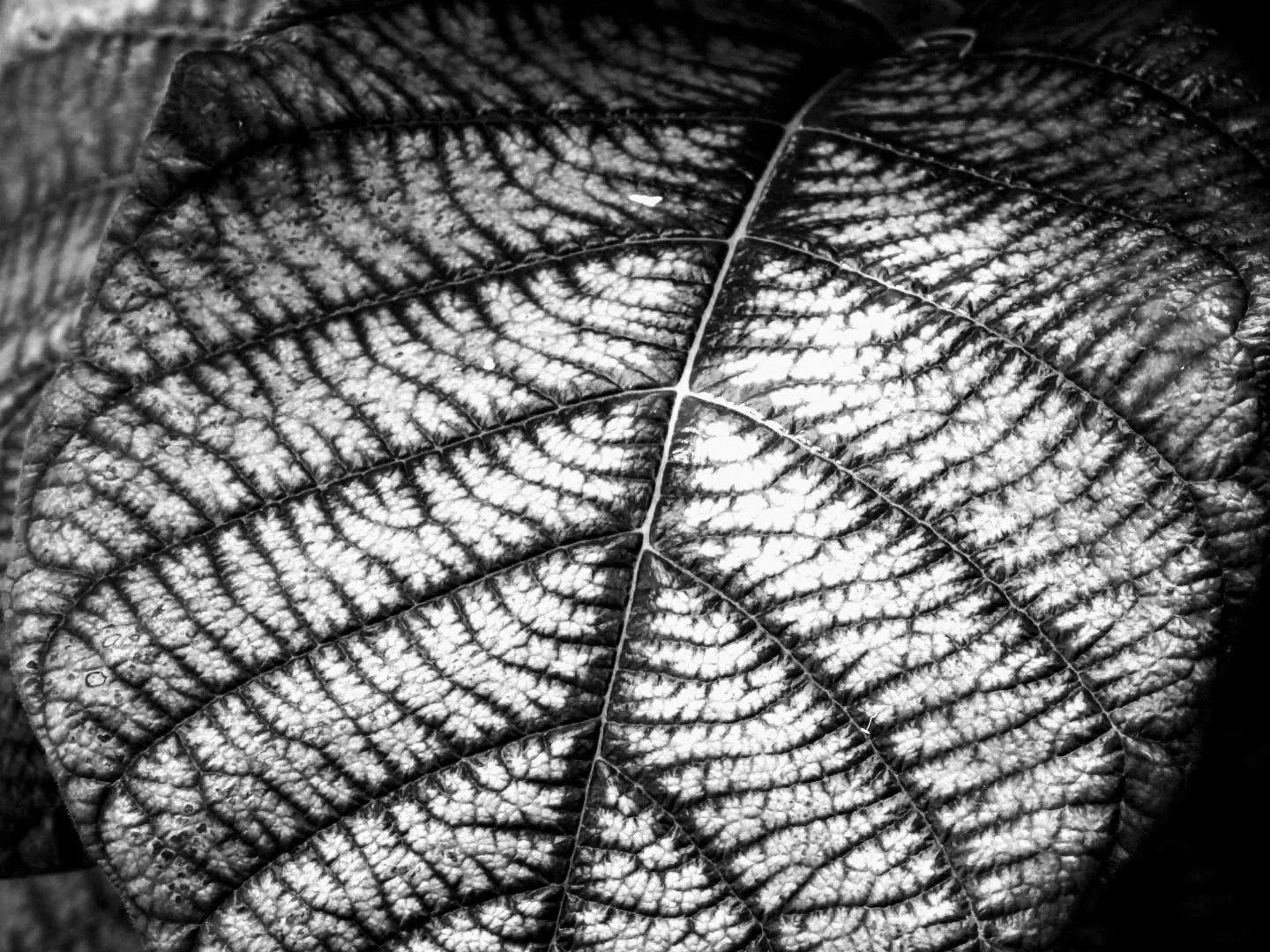 Botanical Garden in Black & White by MychaelX.photos 00111bw.JPG