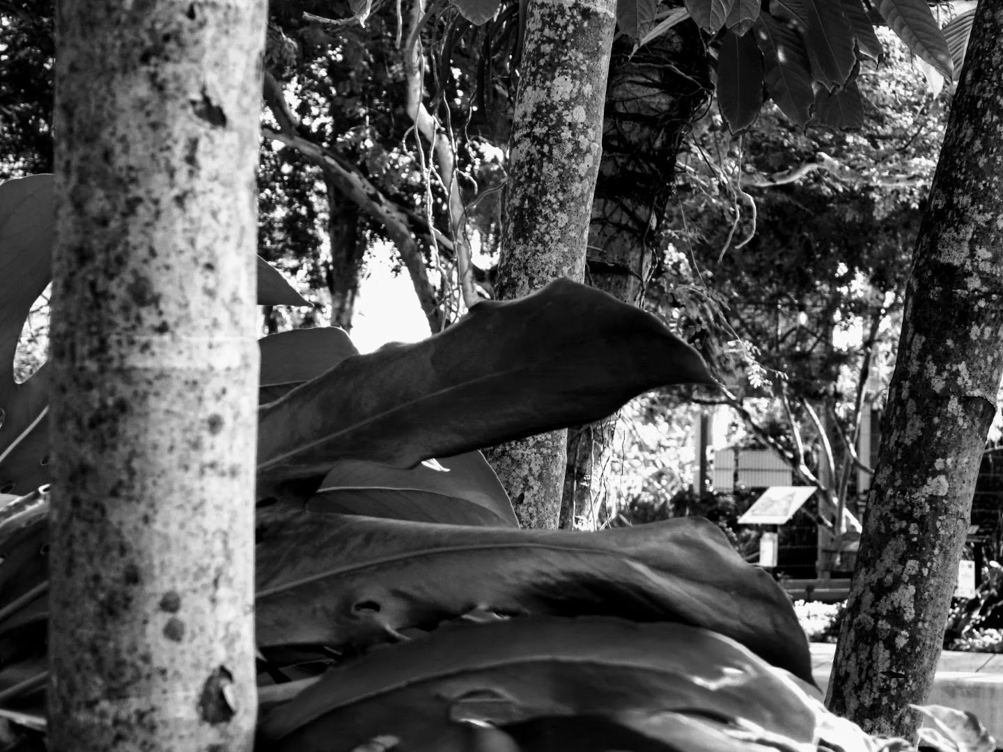 Botanical Garden in Black & White by MychaelX.photos 0091bw.JPG