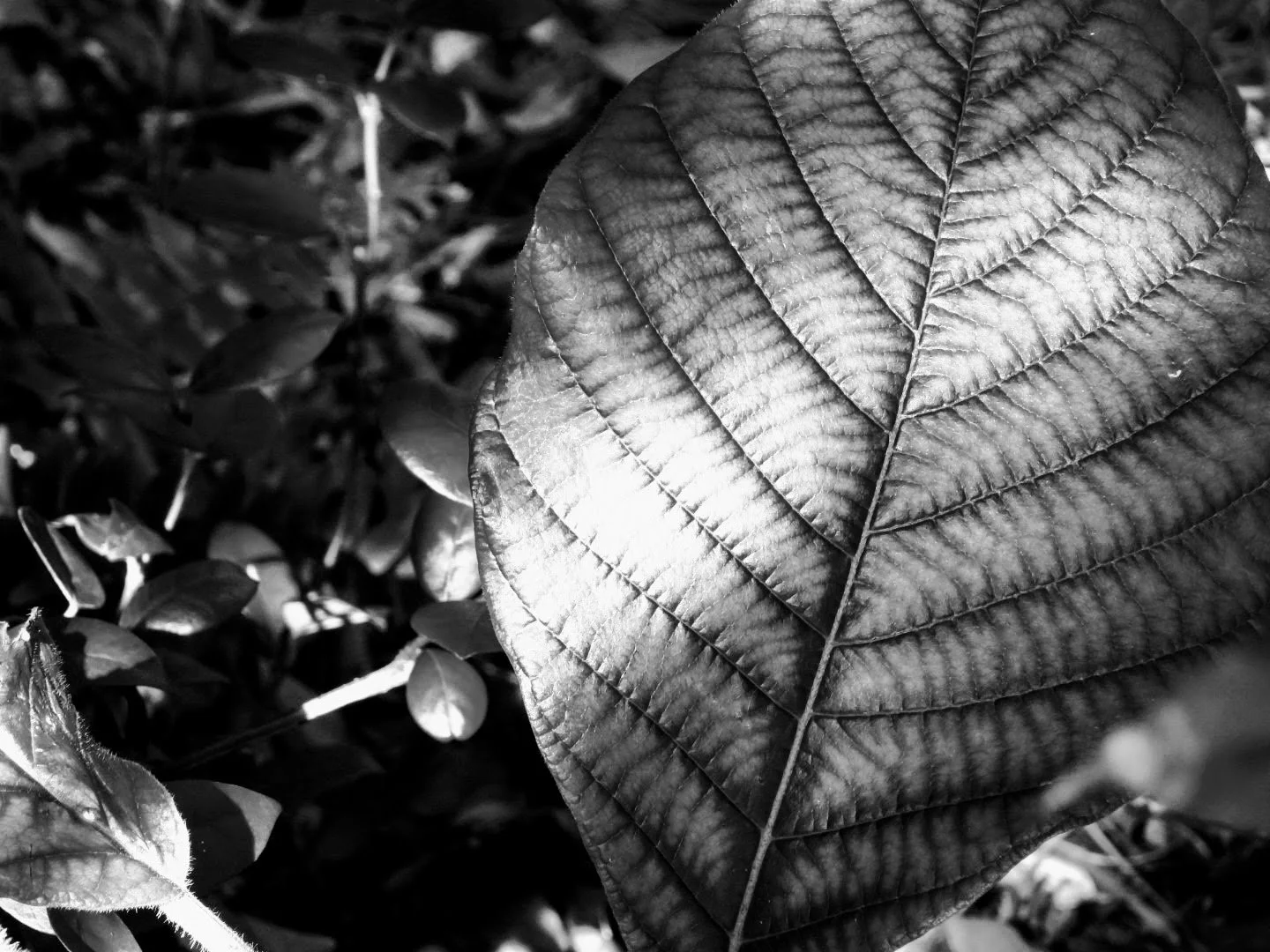 Botanical Garden in Black & White by MychaelX.photos 00108bw.JPG