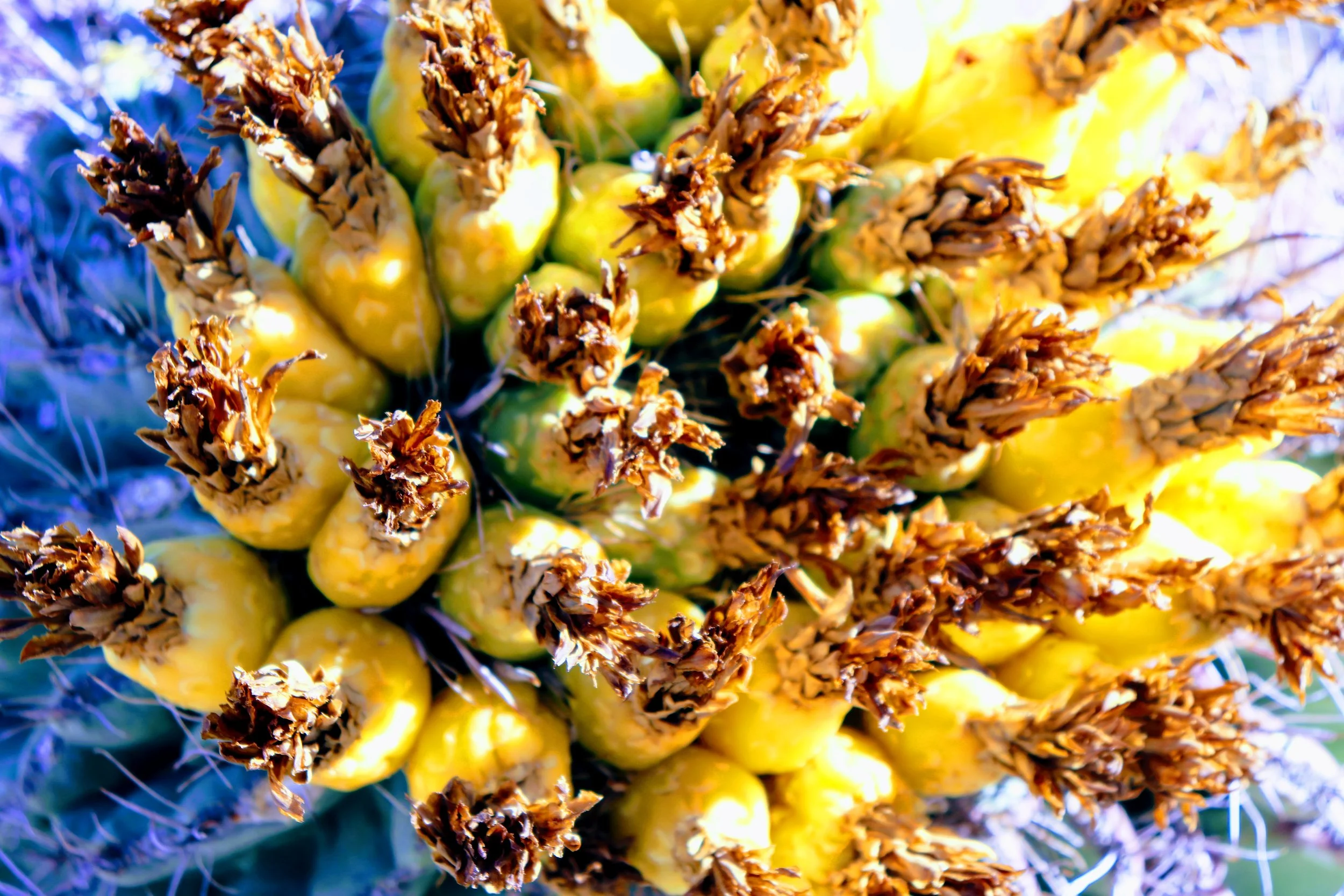 Desert Botanical Garden Phoenix Arizona by MychaelX.p6otos 021812.JPG