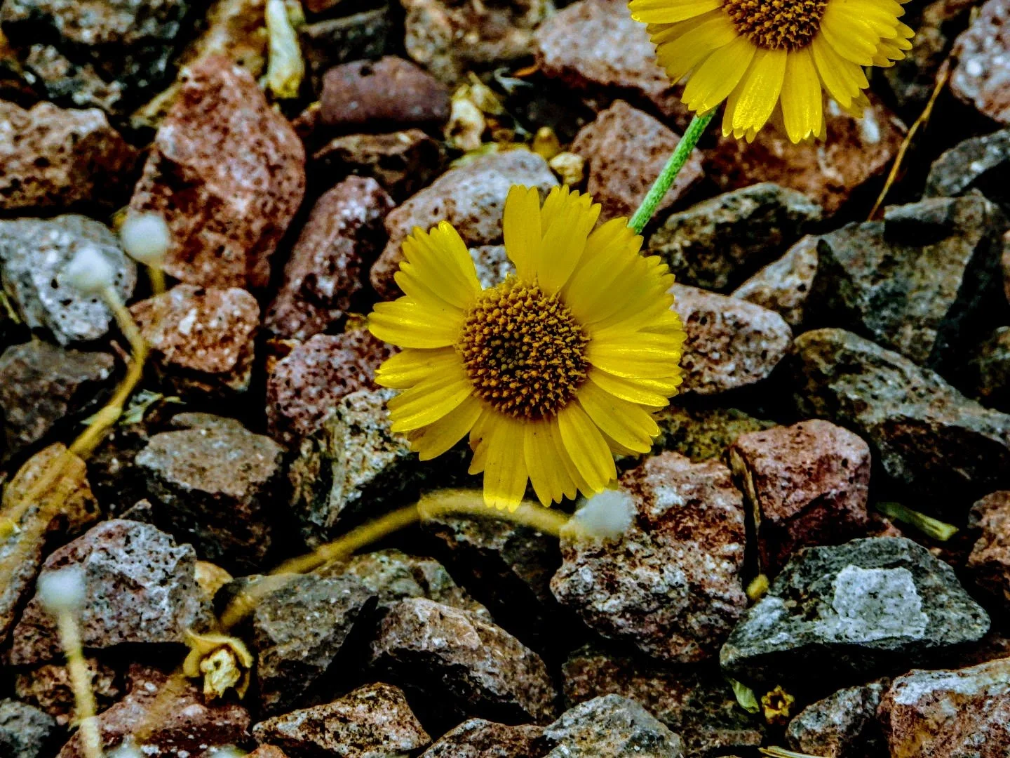 Desert Botanical Garden by MychaelX.photos  0000045.JPG