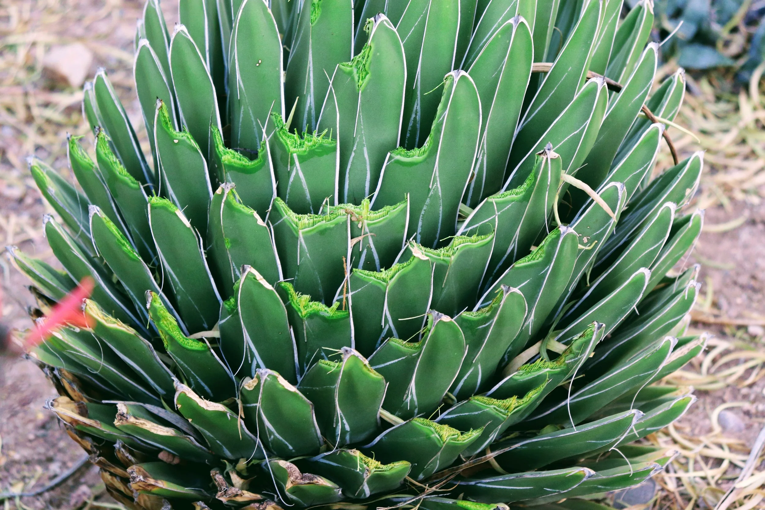 Desert Botanical Garden Phoenix Arizona by MychaelX.p6otos 021854.JPG