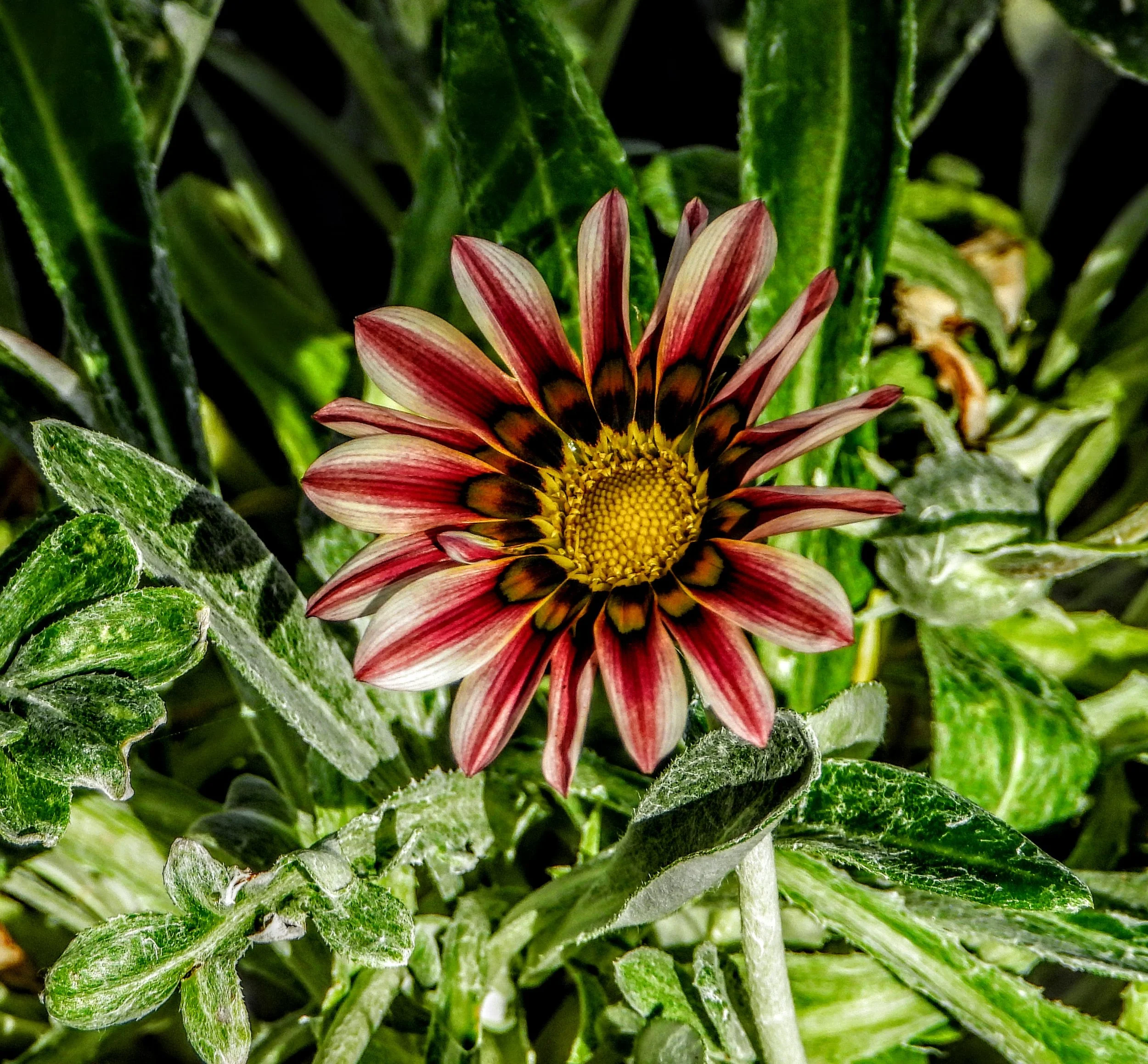 Tropical Botanic Garden by MychaelX.photos  139.JPG