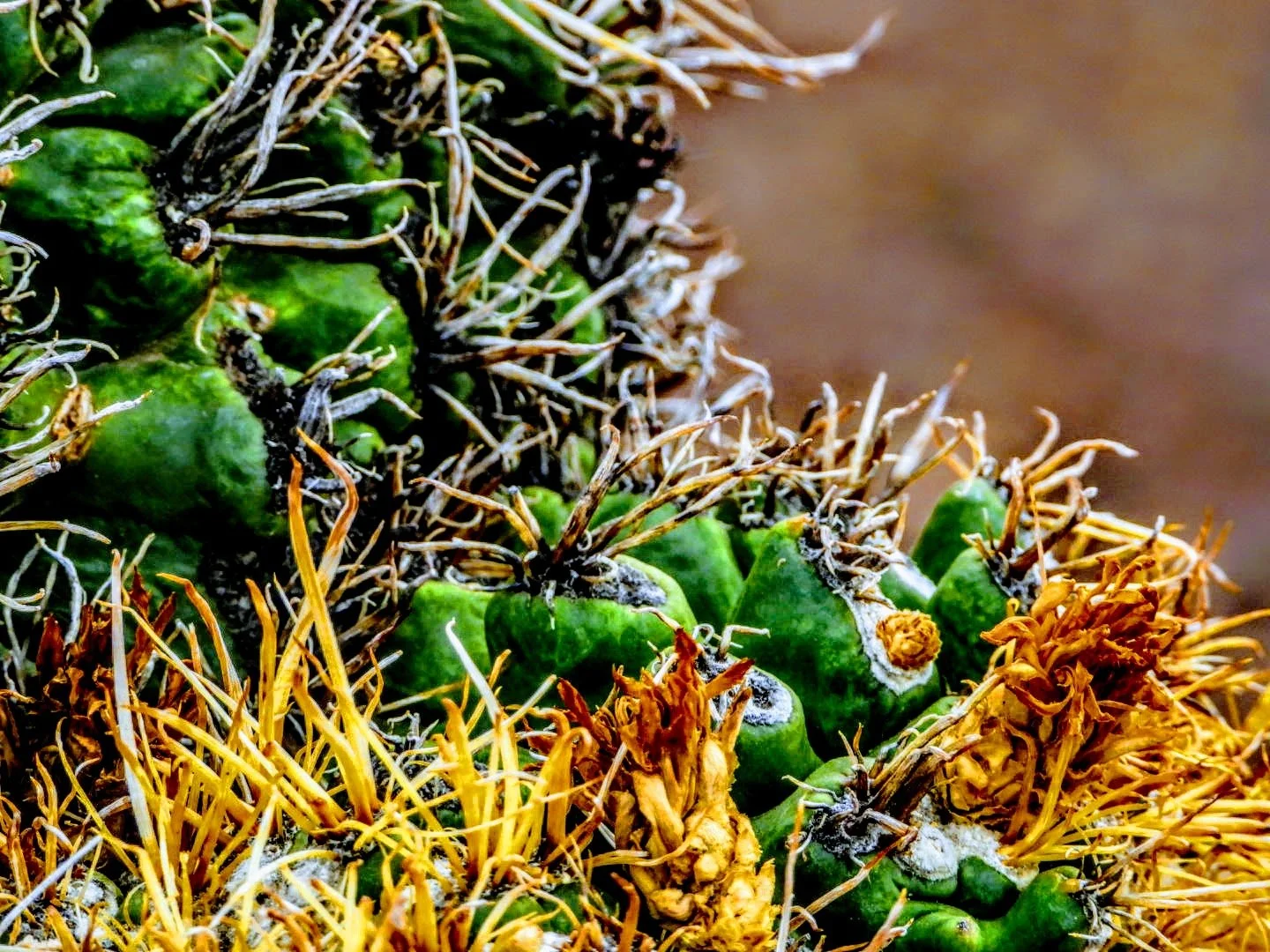 Desert Botanical Garden by MychaelX.photos  0000048.JPG