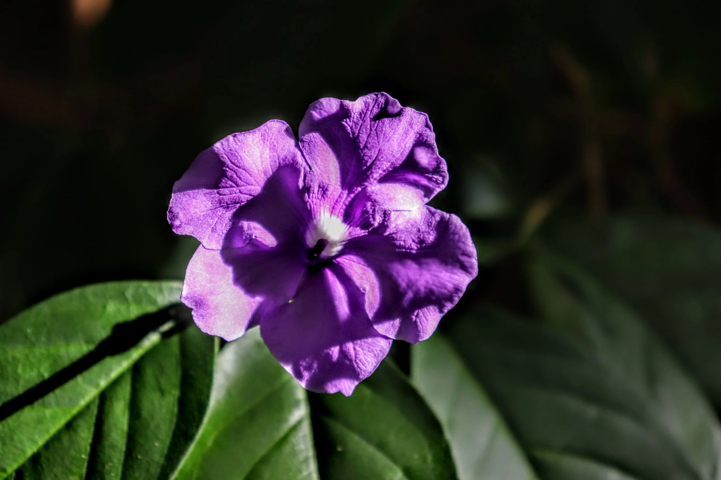 Tropical Botanic Garden by MychaelX.photos  11.JPG