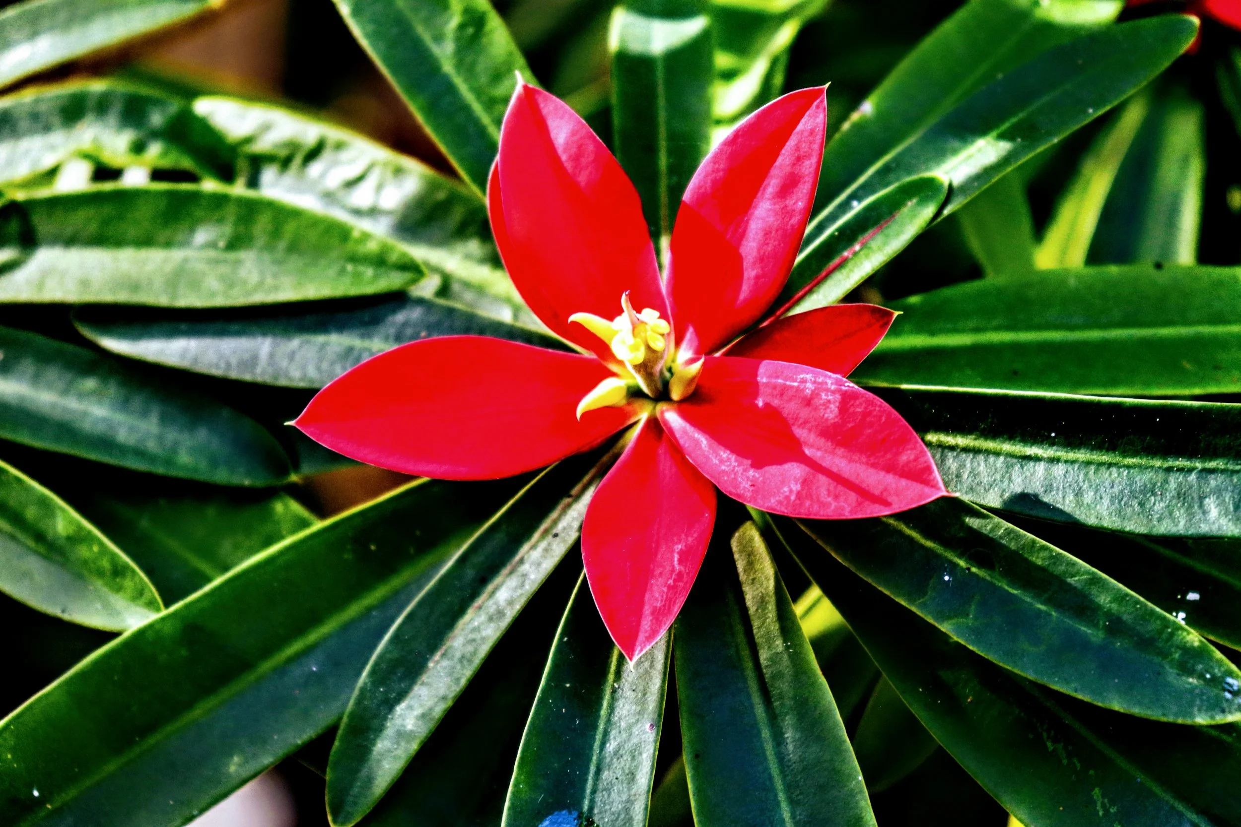 Tropical Botanic Garden by MychaelX.photos  123.JPG